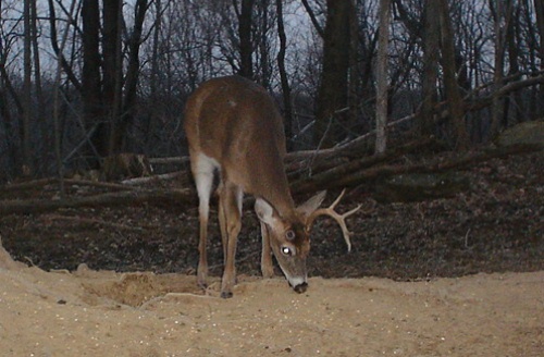 half rack buck